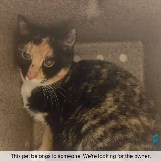 Photo of this cat.