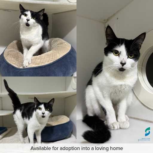 Photo of cat with ID of : C250653.