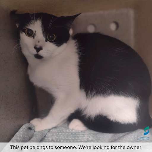 Photo of this cat.