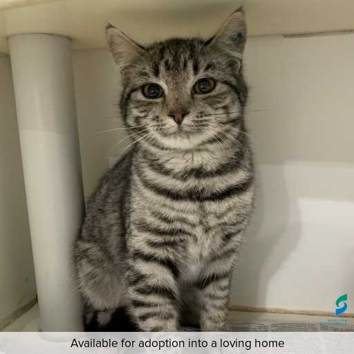 Photo of cat with ID of : C250661.
