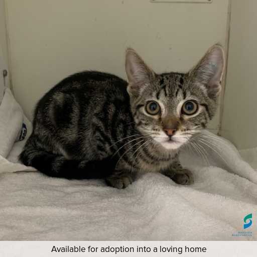 Photo of this cat.