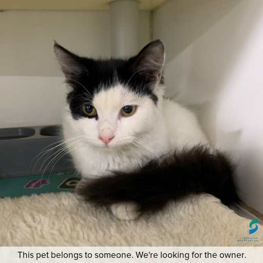 Photo of this cat.