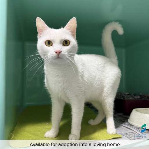 Photo of this cat.
