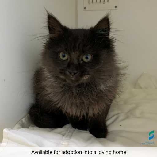 ID: C250674 Photo of this cat.