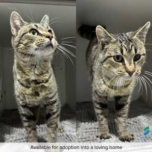 Photo of cat with ID of : C250688.