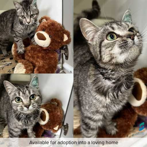 Photo of cat with ID of : C250690.