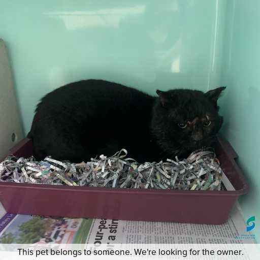 Photo of this cat.