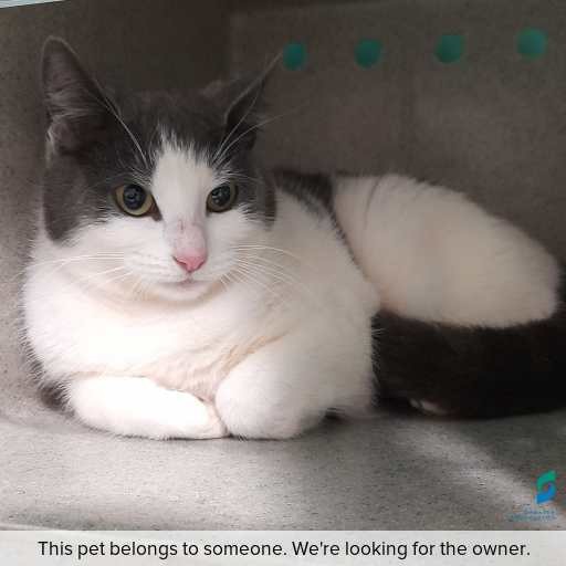 Photo of this cat.