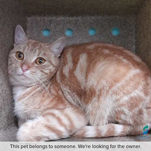 Photo of this cat.