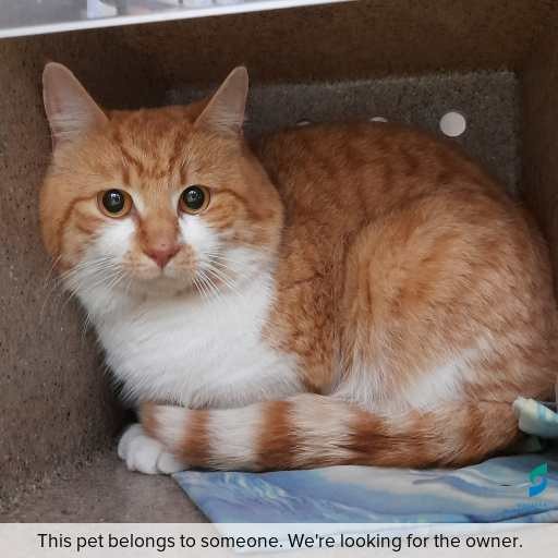 Photo of this cat.