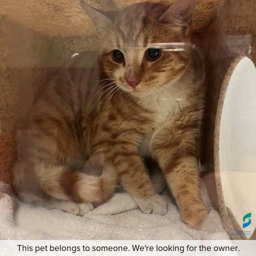 Photo of this cat.