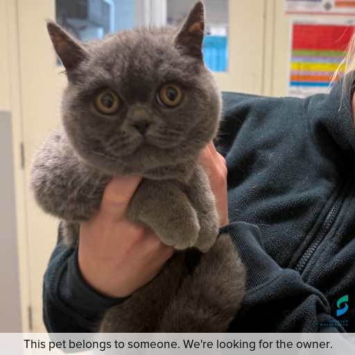 Photo of this cat.