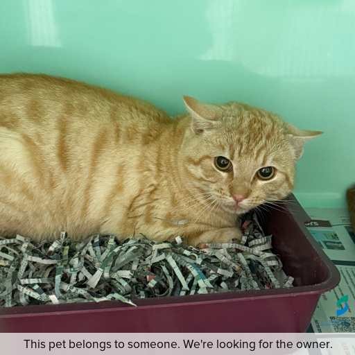 Photo of this cat.