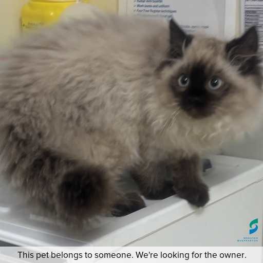 Photo of this cat.