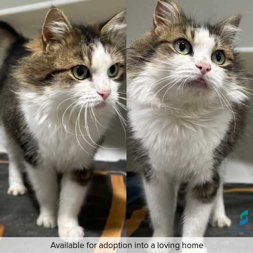 Photo of cat with ID of : C250716.