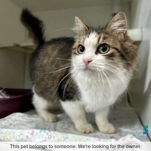 Photo of this cat.