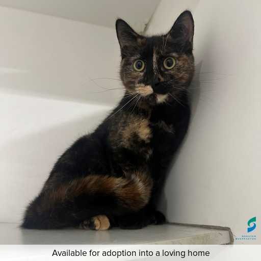 Photo of cat with ID of : C250782.