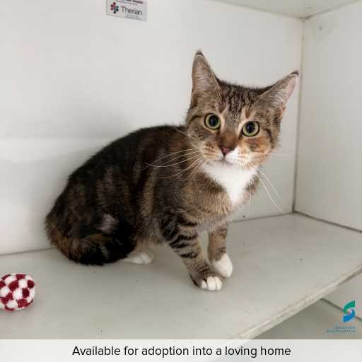 Photo of cat with ID of : C250727.