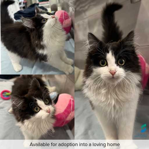Photo of cat with ID of : C250730.