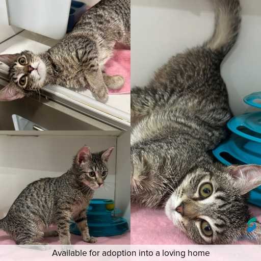 Photo of cat with ID of : C250733.
