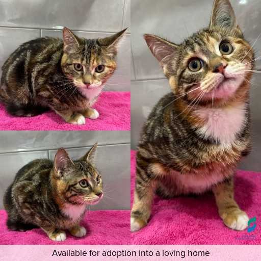 Photo of cat with ID of : C250735.