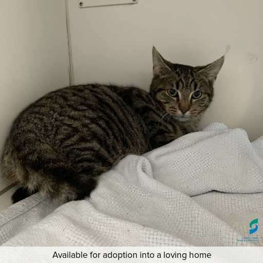 ID: C250741 Photo of cat with ID of : C250741.