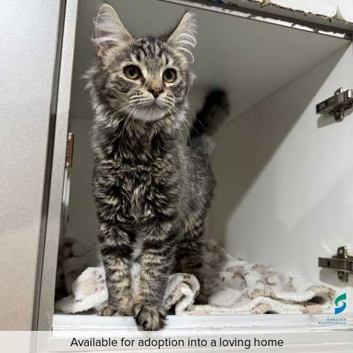 ID: C250742 Photo of cat with ID of : C250742.