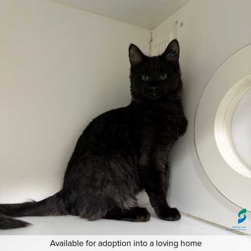Photo of cat with ID of : C250743.
