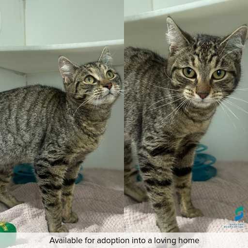 Photo of cat with ID of : C250750.