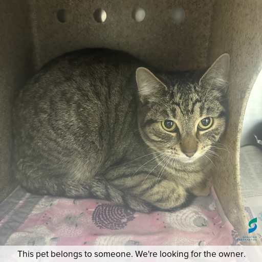Photo of cat with ID of : C250750.