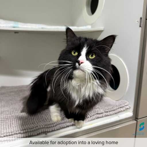 Photo of cat with ID of : C250752.