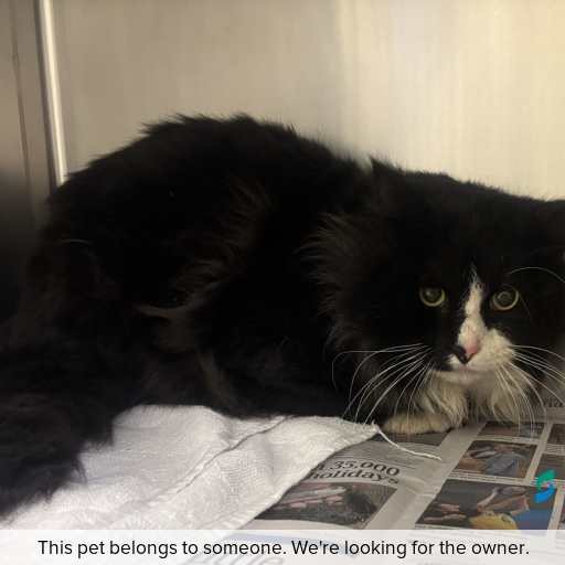 Photo of cat with ID of : C250752.