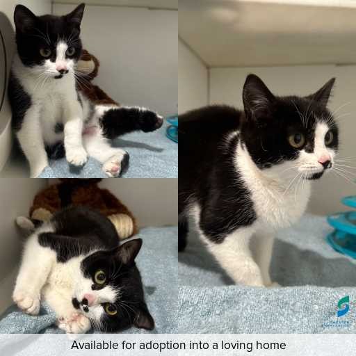 Photo of cat with ID of : C250753.