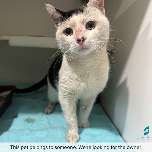Photo of cat with ID of : C250754.