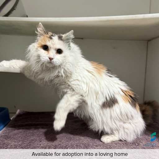 Photo of cat with ID of : C250757.