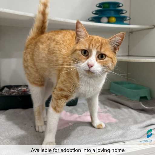 Photo of cat with ID of : C250769.