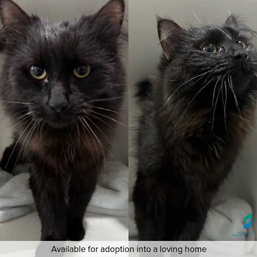 Photo of cat with ID of : C250782.
