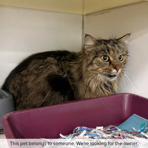 Photo of cat with ID of : C250784.