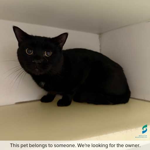Photo of cat with ID of : C250788.