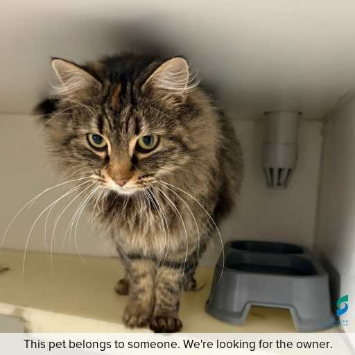 Photo of cat with ID of : C250789.
