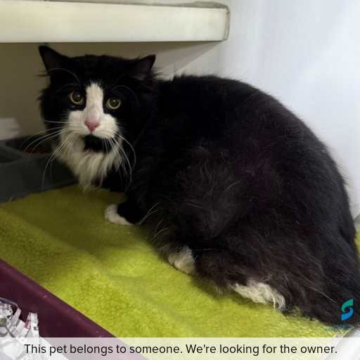 Photo of cat with ID of : C250793.