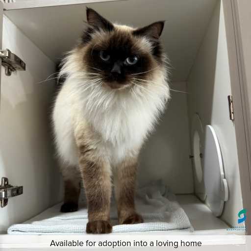 Photo of cat with ID of : C250794.