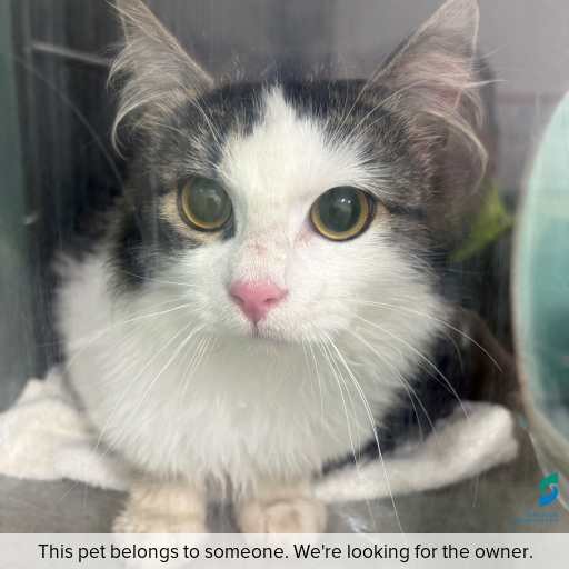 Photo of cat with ID of : C250765.