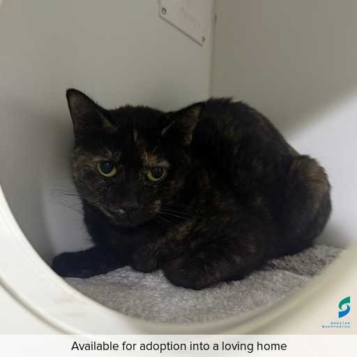 Photo of cat with ID of : C250820.
