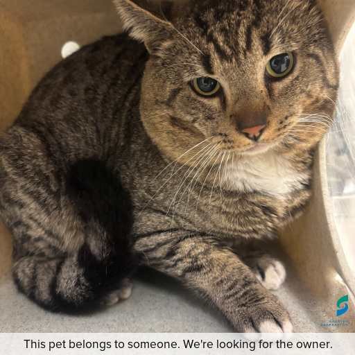 Photo of cat with ID of : C250828.