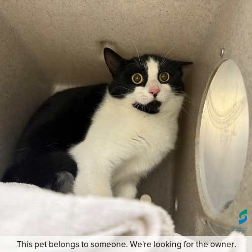 Photo of cat with ID of : C250832.