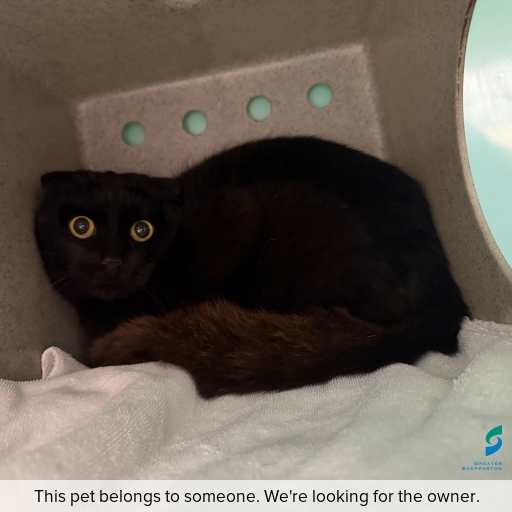 Photo of cat with ID of : C250836.