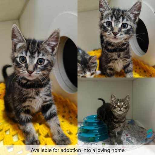 ID: C250847 Photo of cat with ID of : C250847.