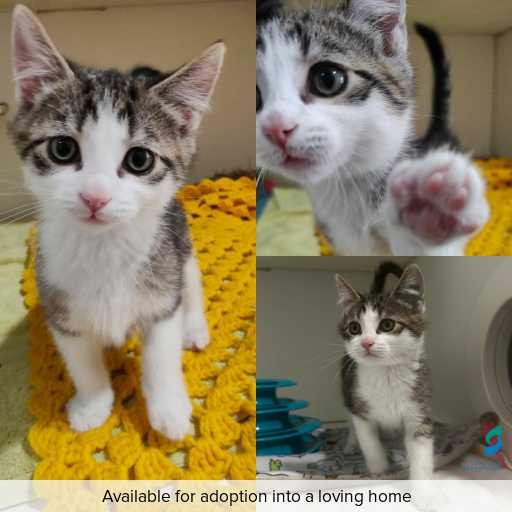 ID: C250849 Photo of cat with ID of : C250849.