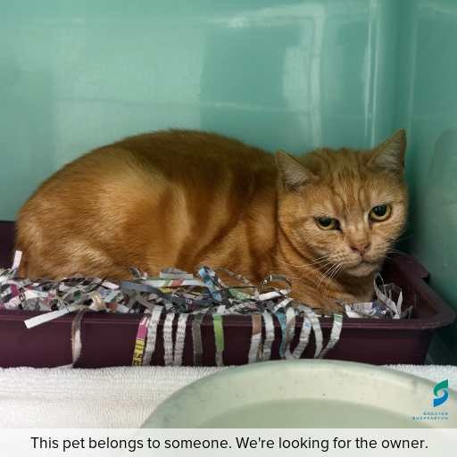 Photo of cat with ID of : C250852.
